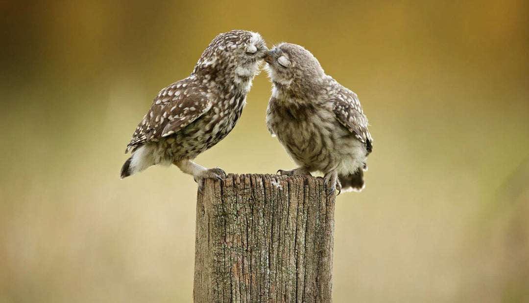 Bridger Mark - Another Little Peck