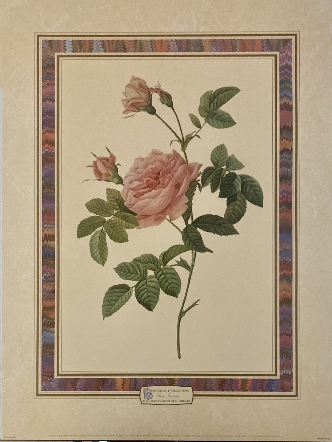 Redoute "Rosa Inermis"