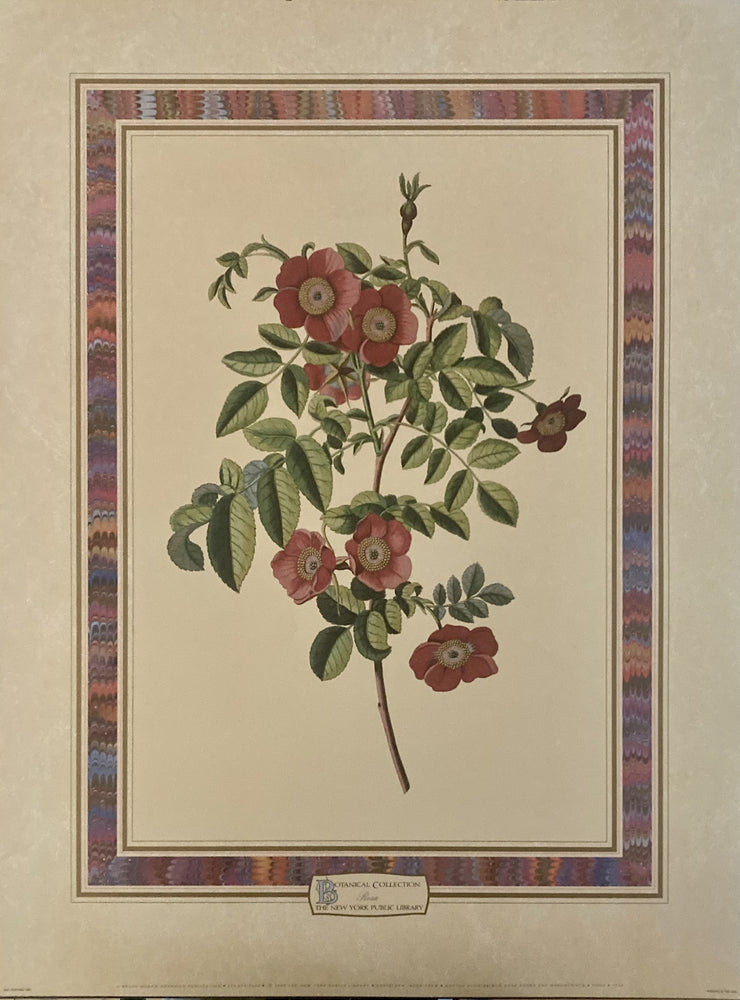 Redoute "Rosa"
