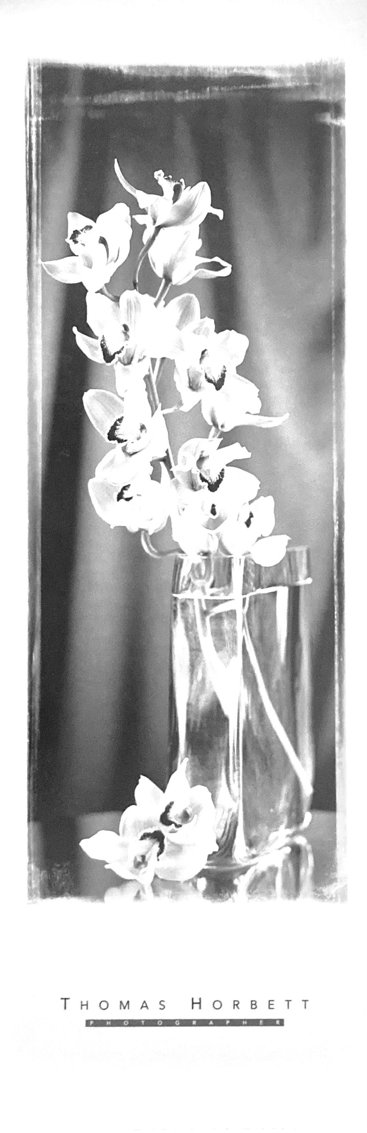 Horbett, Thomas - Orchids