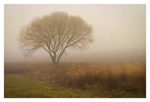 Winston David - Tree in Field