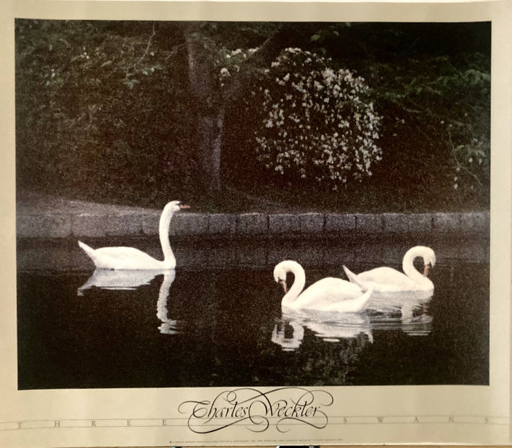 Weckler, Charles - Three Swans