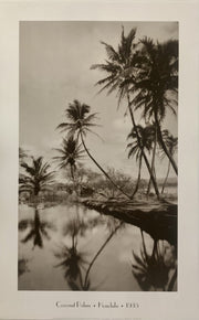 Coconut Palms, Honolulu, 1939