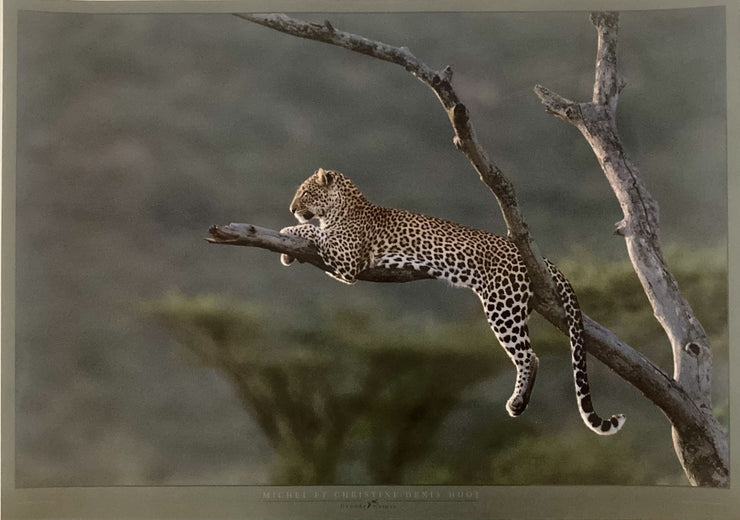 Huot - Panthera, Masai-Mara