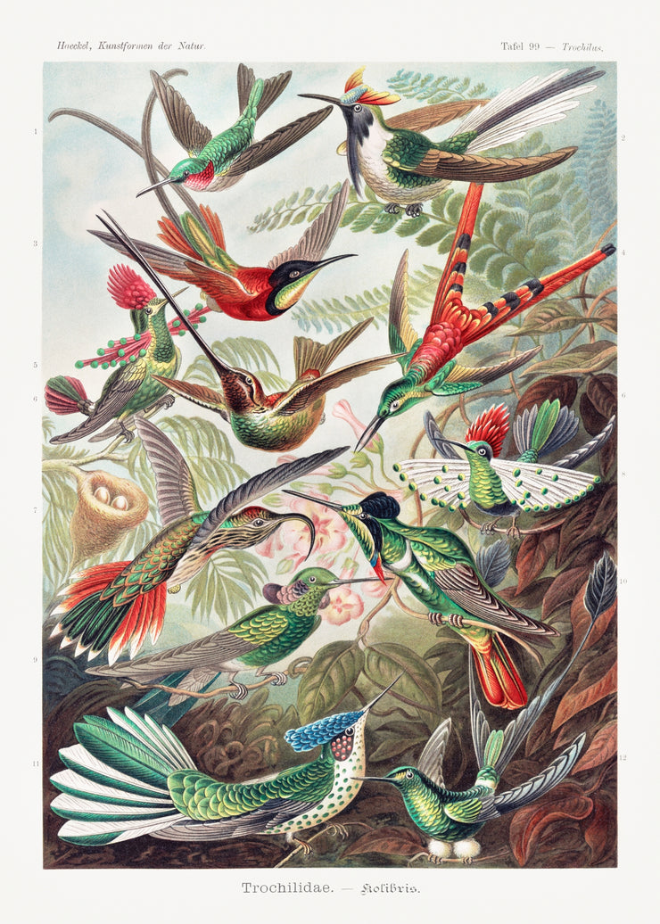 Ernst Haeckel - Trochilidae–Kolibris