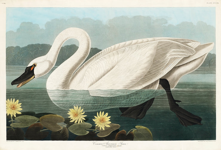 John James Audubon - Common American Swan