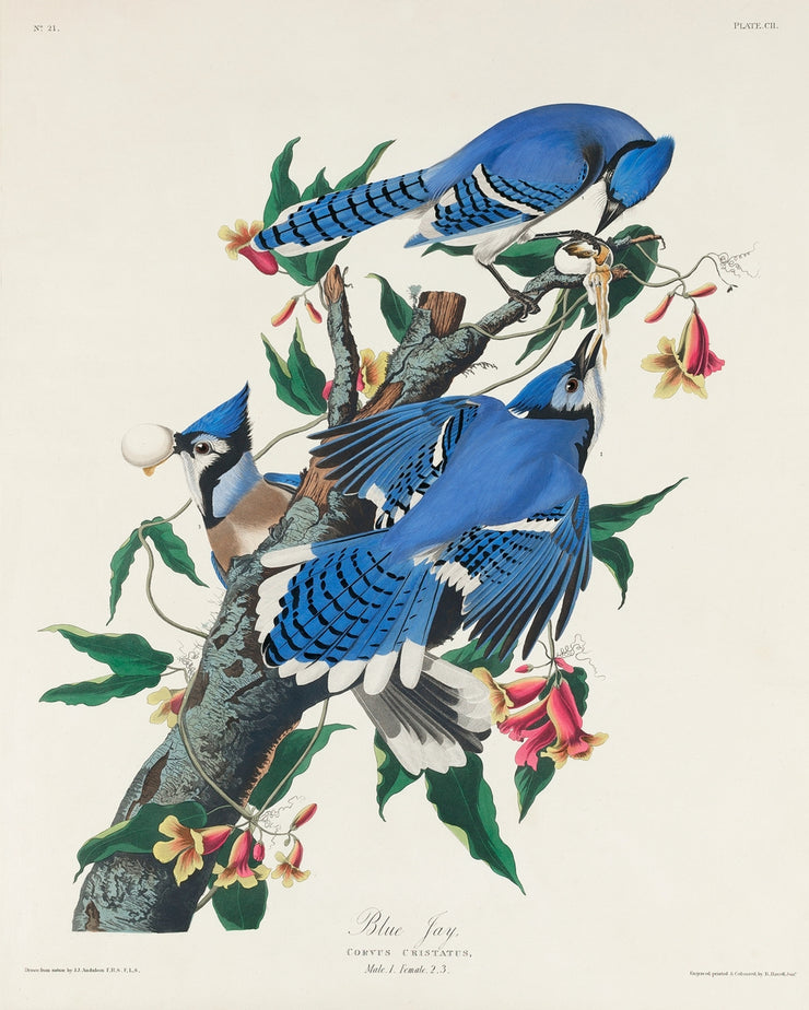 John James Audubon - Blue Jay