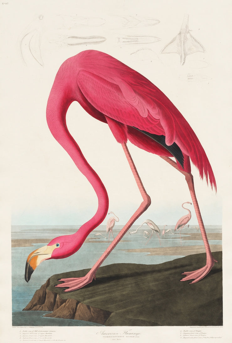 John James Audubon - Pink Flamingo