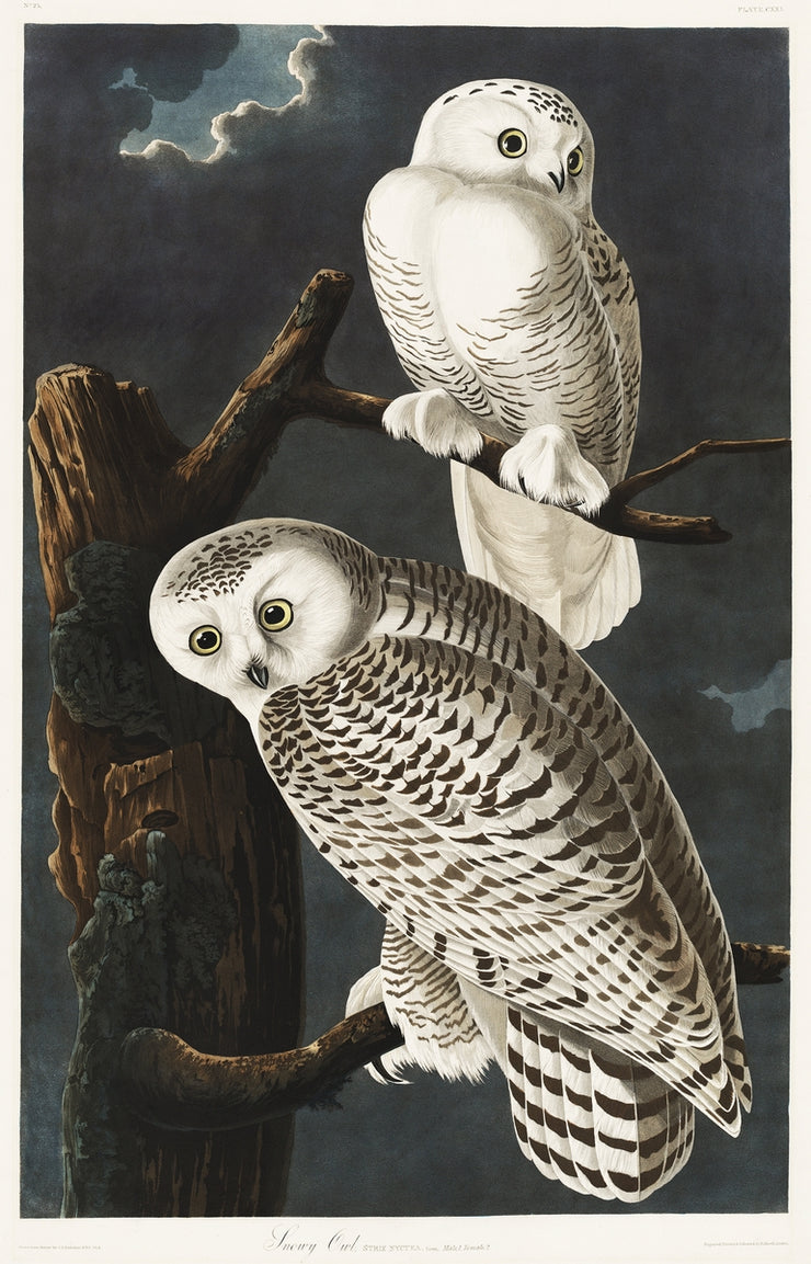 John James Audubon - Snowy Owls
