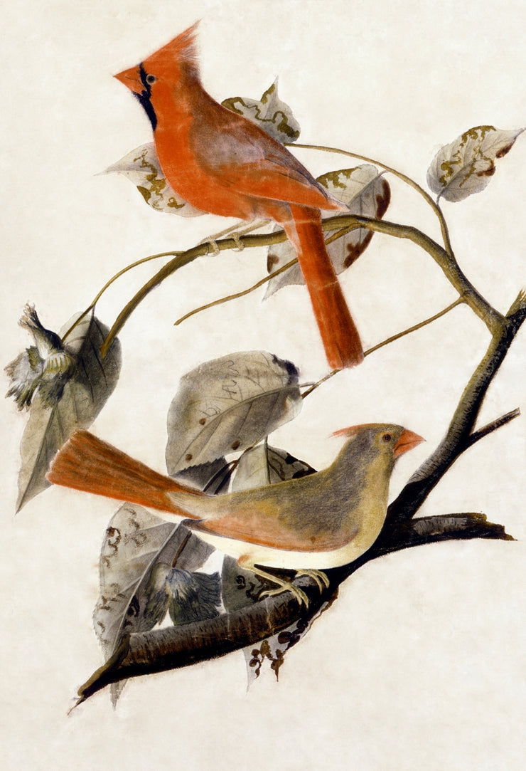John James Audubon - Cardinal Grosbeak