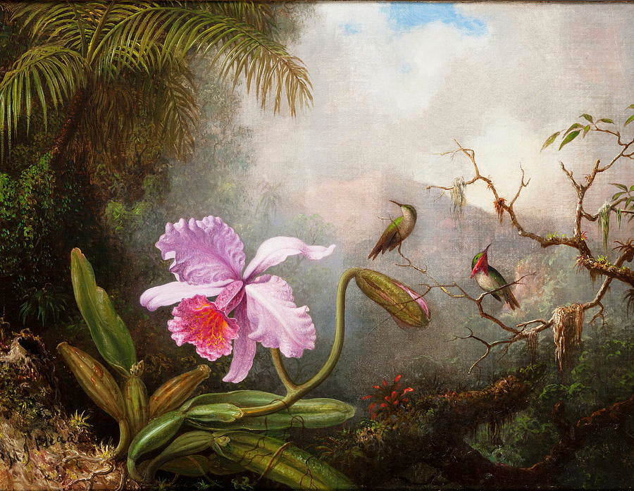 Heade, Martin - Cattleya Orchid