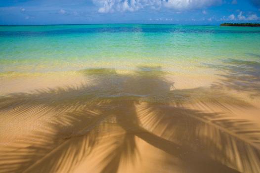 Zuckerman Jim - Palm Shadow Paradise