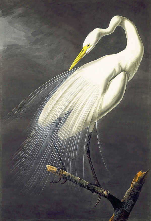 A print of a painting of a great white egret perched on a branch against a dark, grey sky. The egret has a long neck with a slender yellow beak and yellow around its pale eye. It looks back at its long, wispy feathers, its wings tucked in. It has long, black slender legs.