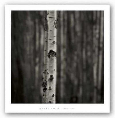 A black and white photo of the trunk of a birch tree. The blurry forms of birch tree trunks stand in the background.