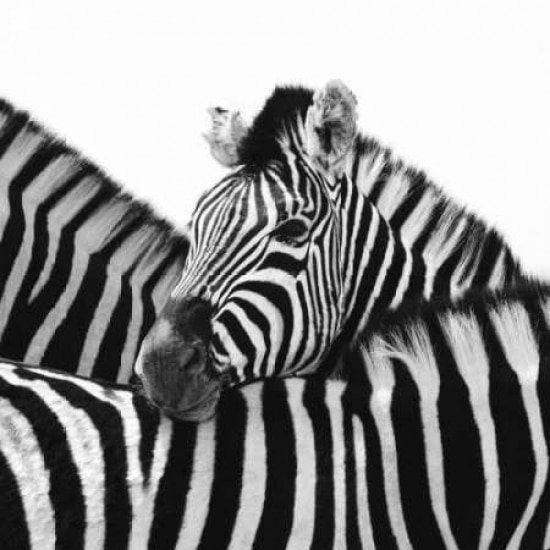 A print of a photograph of a Zebra resting its head on the back of another zebra. 