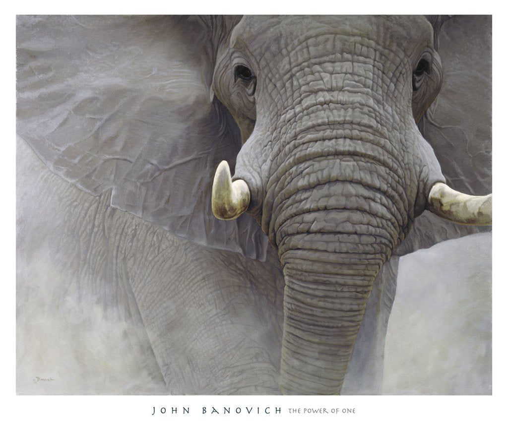 A grey, African elephant marches out of a cloud of dust. It is wrinkly with large tusks.