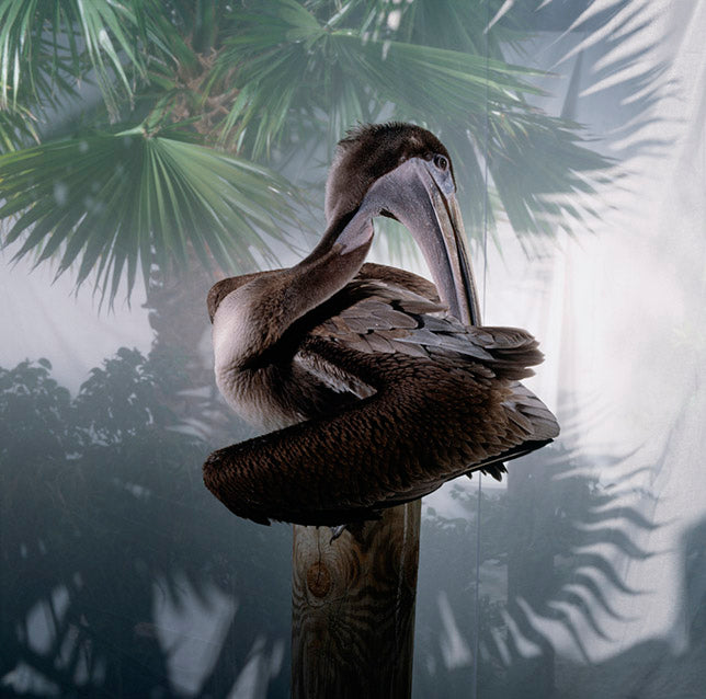 A photo of a brown pelican grooms itself on a wooden post. Tropical trees decorate the background.