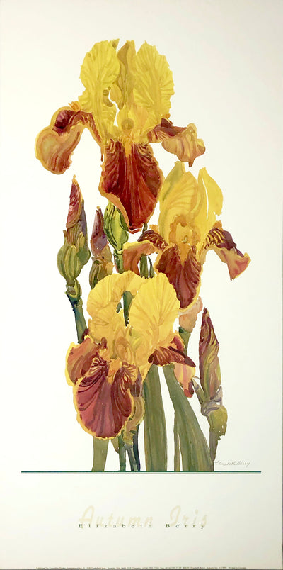 A watercolour of yellow irises sprouting in a column on a white background.