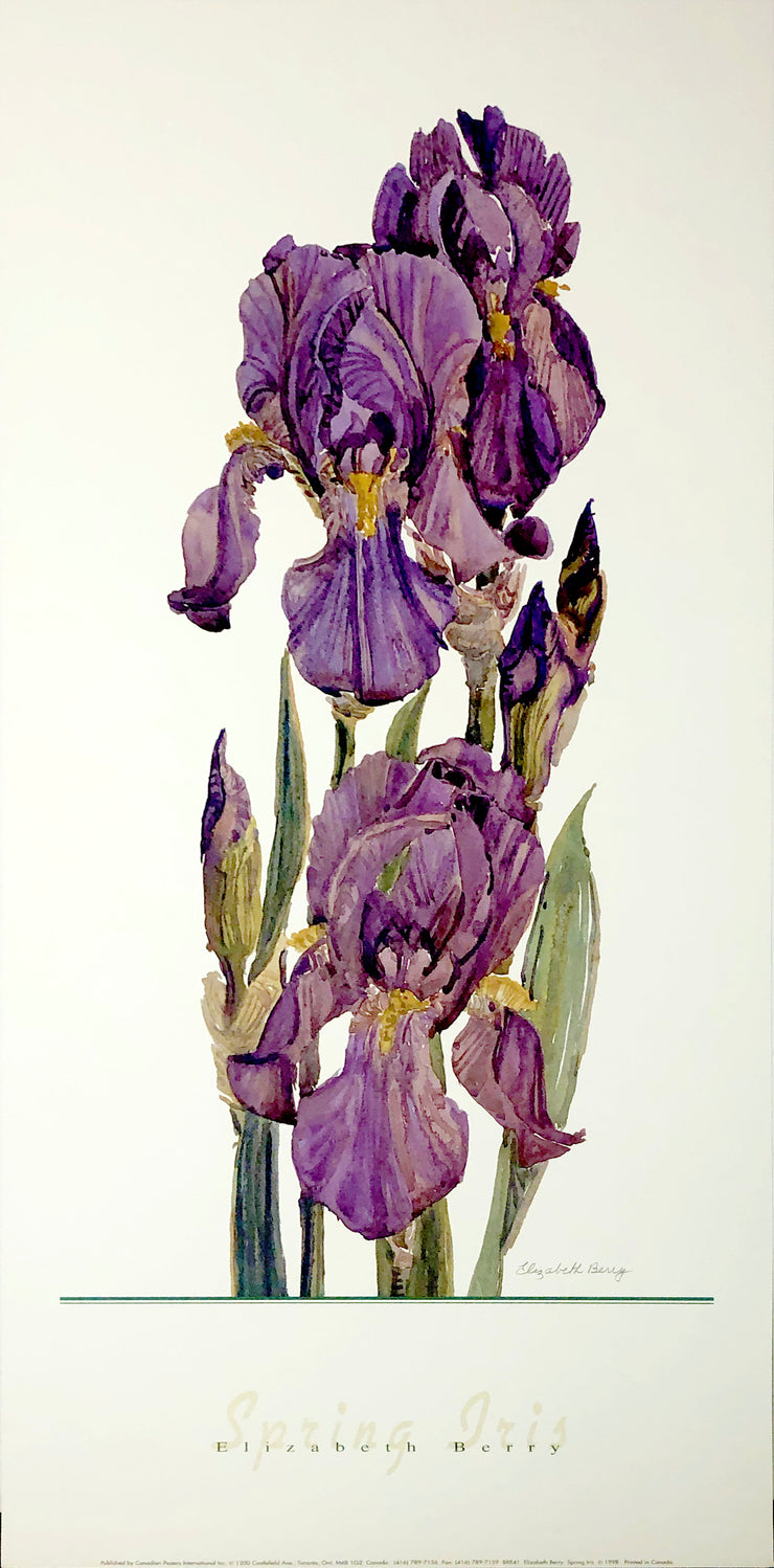 A watercolour of purple irises sprouting in a column on a white background.