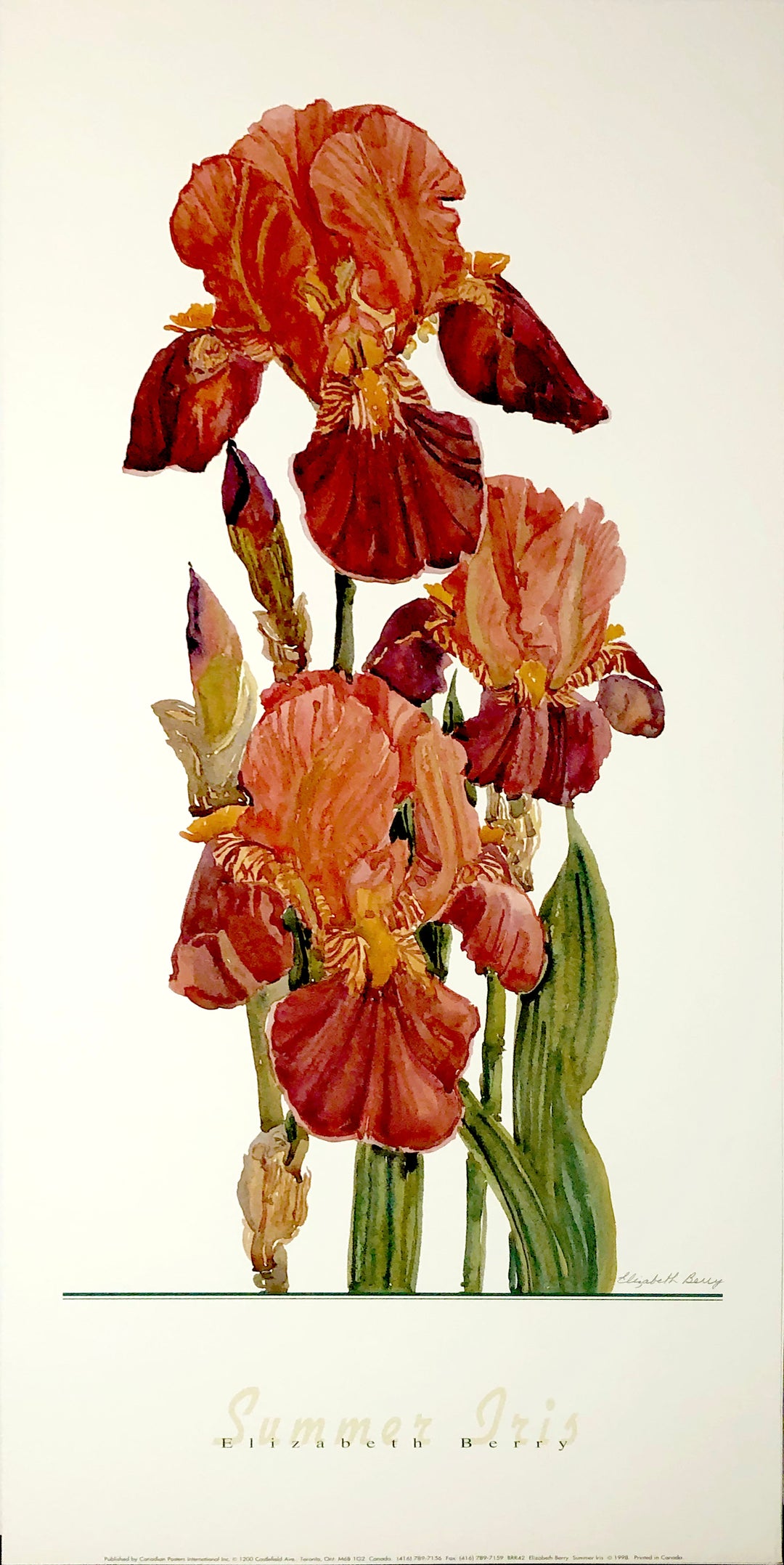 A watercolour of red irises sprouting in a column on a white background.