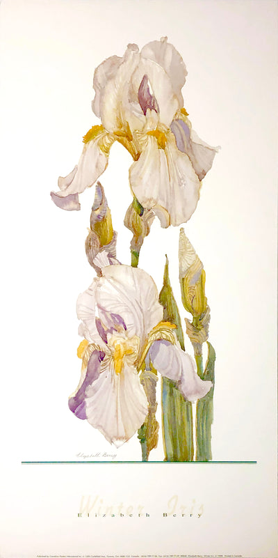 A watercolour of white irises sprouting in a column on a white background.