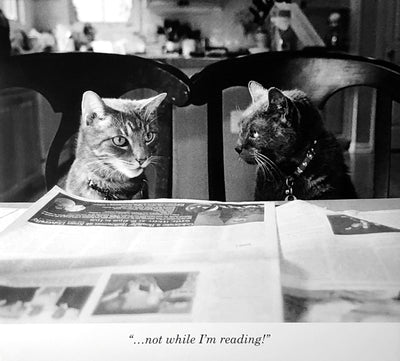 Black and white photo of two cats on chairs at a table with a newspaper on it. The black cat on the right looks at the tabby cat on the left. A kitchen sits in the background.  Dimensions: 20" x 18"