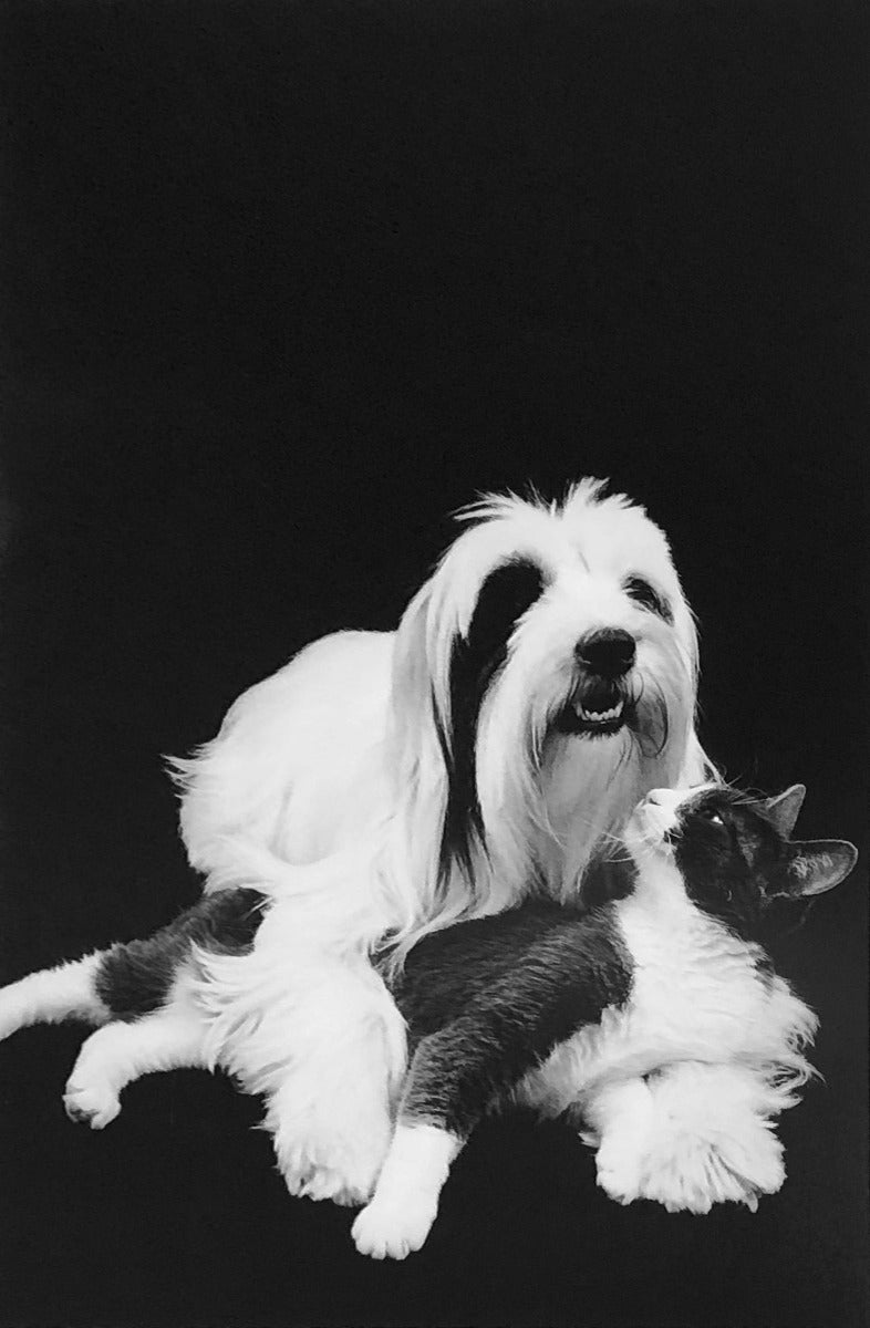 Black and white studio photograph of a fluffy white dog lying down with a small cat resting on its chest, set against a solid black background.