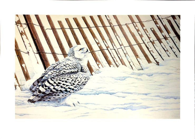 Untitled Print; Limited Edition  A snowy owl on snow next to a snow fence.   Dimensions: 32" x 23" paper / 27" x 17" image