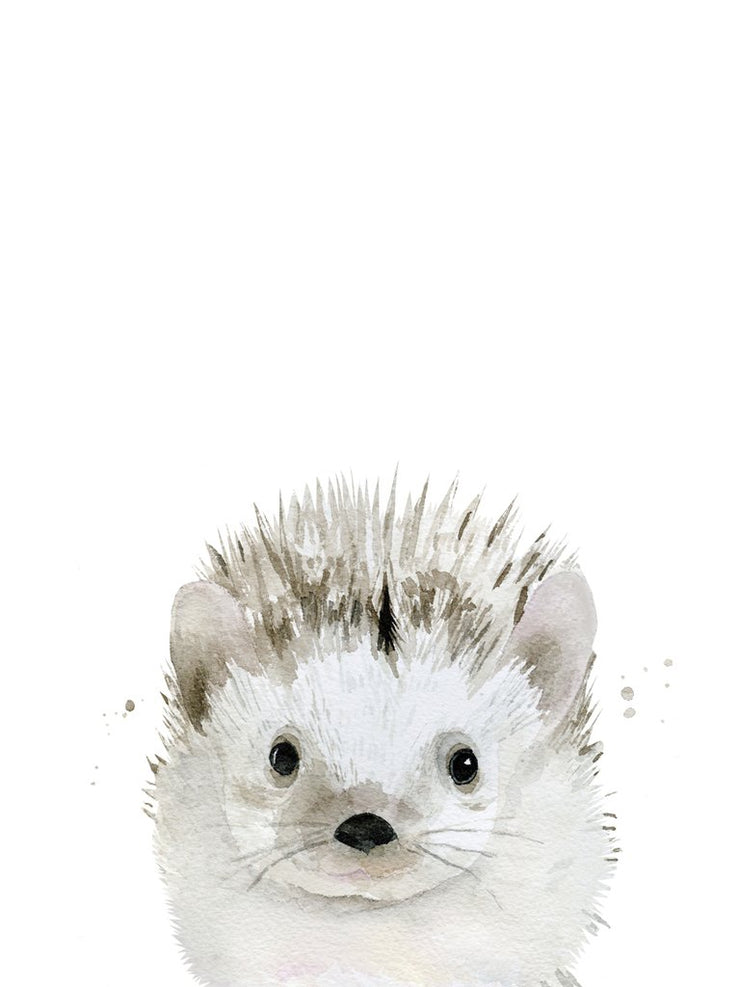 Solo - Hedgehog