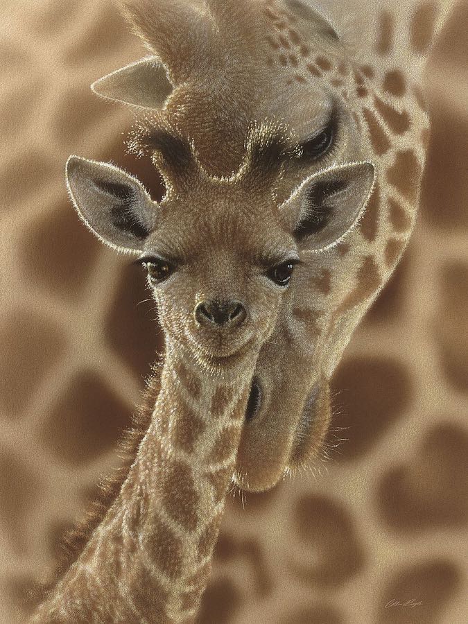 Bogle "Newborn Giraffe"