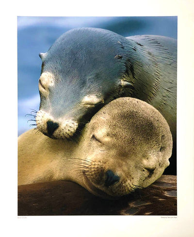 A dark furred sea lion with pale spots on its nose and eyes sleeps on the neck of a sleeping brown sea lion pup.  Dimensions: 16" x 20"