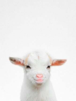 Tai Prints "Baby Goat"