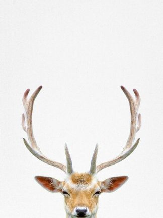 Tai Prints "Deer"
