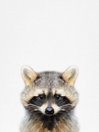 Tai Prints "Raccoon"