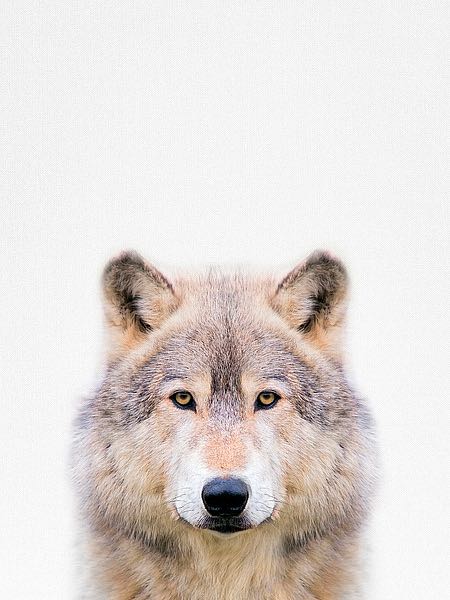 Tai Prints "Wolf"