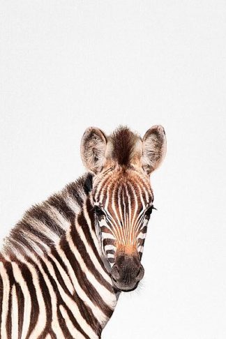 Tai Prints "Baby Zebra"