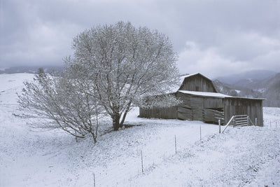 A grey barn in a snowy field with snow on its roofs. Next to it are two leafless trees covered in snow. A wire fence runs along a snowy path from the barn. Snow covers the ground. Stands against a grey sky.