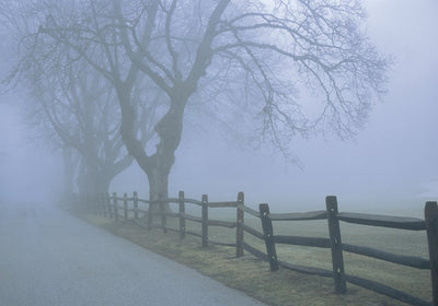 A photograph. Fog shrouds a road with a wooden fence running along it, with leafless trees standing over them in the field across the fence. Everything fades into the mist.