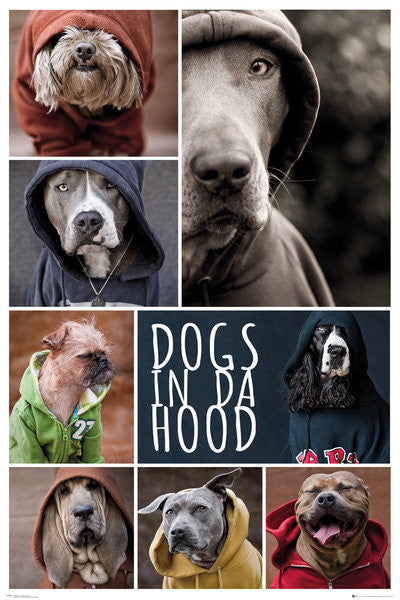 Photo. Eight panels of different dog breeds in hoodies.