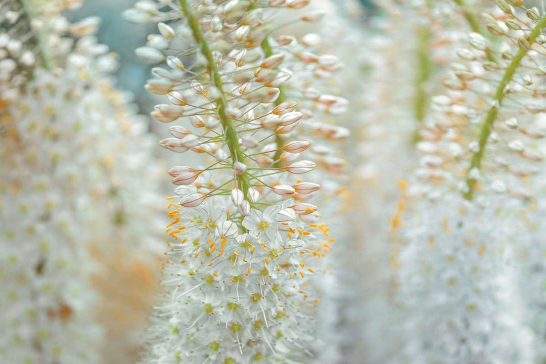 White flowers bloom on green stemps drooping downwards.